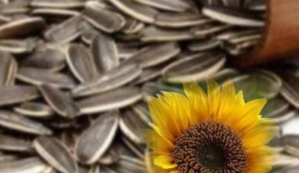 cemilan kwaci biji bunga matahari panggang