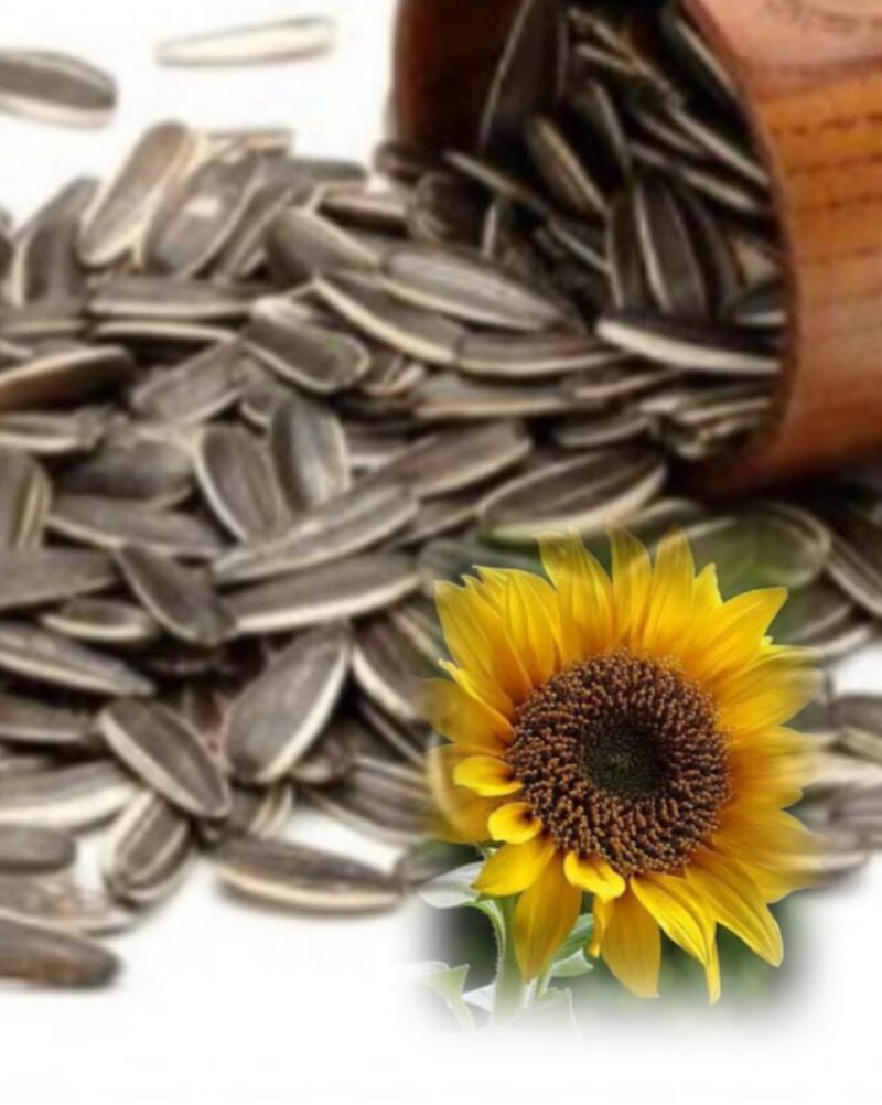 Kwaci atau biji bunga matahari panggang yang menjadi cemilan gurih dan populer.