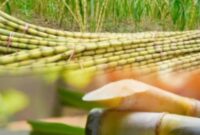 Buah tebu segar yang banyak dimanfaatkan sebagai bahan utama pembuatan gula dan minuman alami.