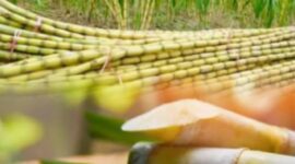 Buah tebu segar yang banyak dimanfaatkan sebagai bahan utama pembuatan gula dan minuman alami.