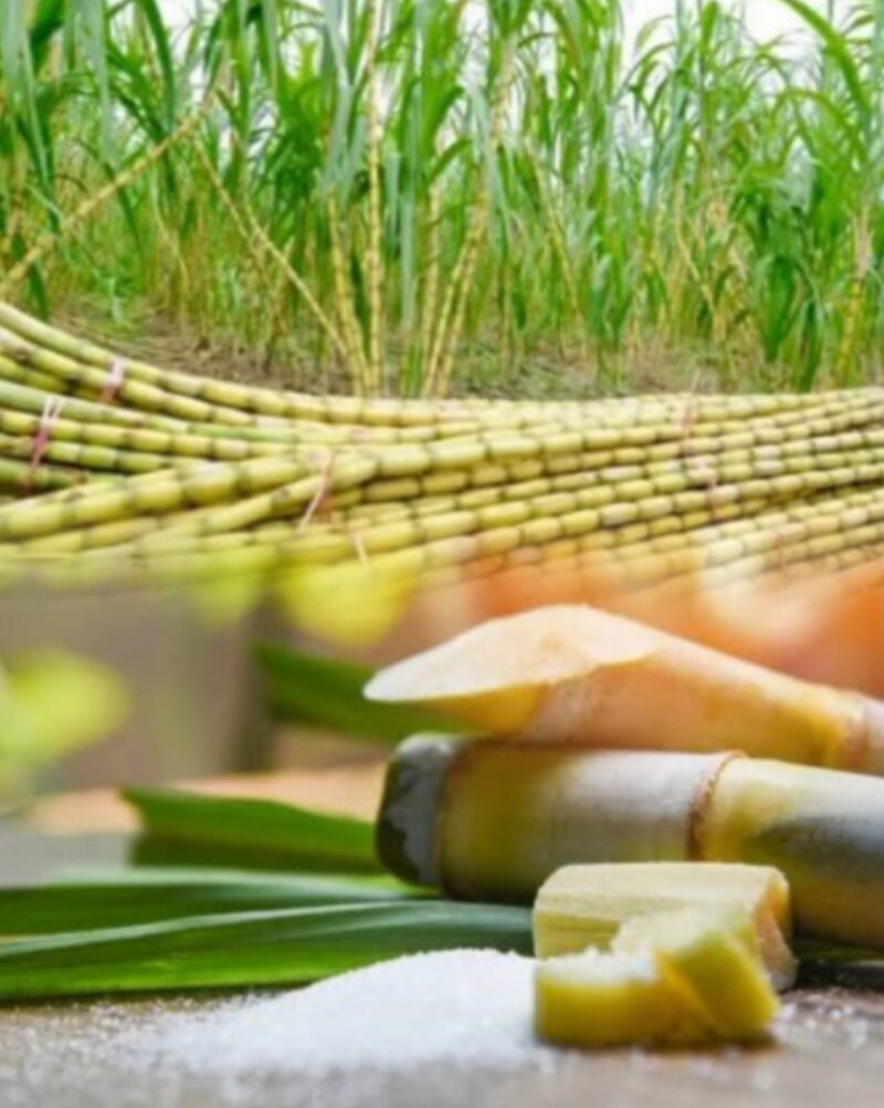 Buah tebu segar yang banyak dimanfaatkan sebagai bahan utama pembuatan gula dan minuman alami.