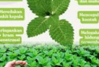 Daun mint segar yang dikenal memiliki aroma khas dan banyak manfaat untuk kesehatan tubuh.