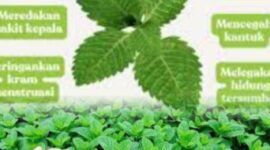 Daun mint segar yang dikenal memiliki aroma khas dan banyak manfaat untuk kesehatan tubuh.