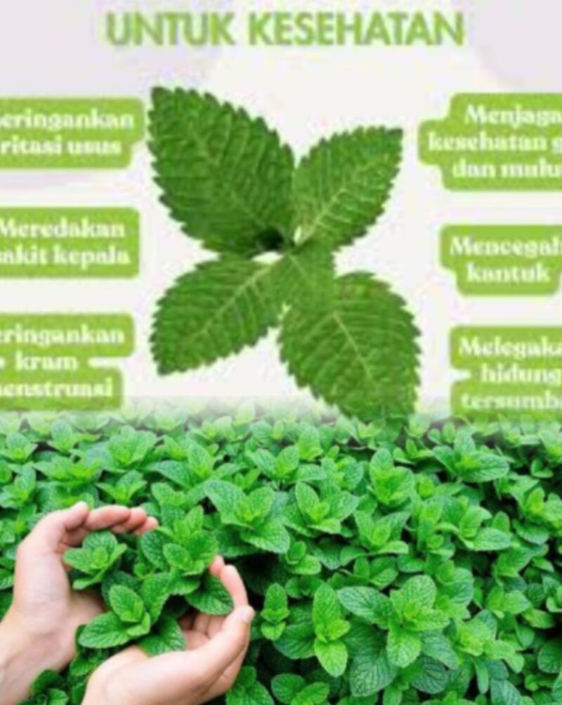 Daun mint segar yang dikenal memiliki aroma khas dan banyak manfaat untuk kesehatan tubuh.