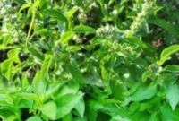 Daun kemangi segar yang sering dijadikan lalapan dan bahan masakan.