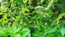 Daun kemangi segar yang sering dijadikan lalapan dan bahan masakan.