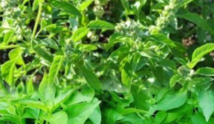 tanaman kemangi hijau segar di kebun