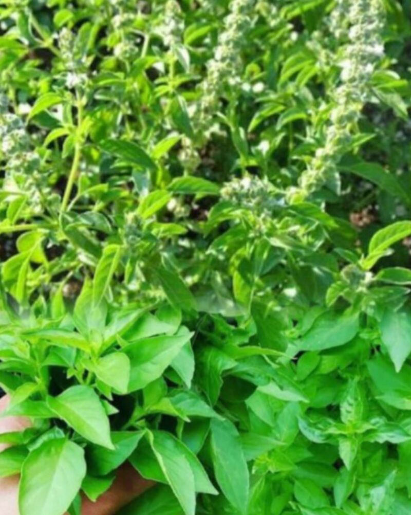 Daun kemangi segar yang sering dijadikan lalapan dan bahan masakan.