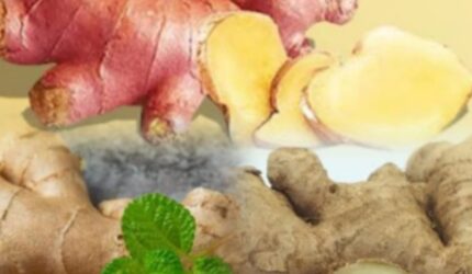 Tanaman jahe dengan rimpang segar di tanah