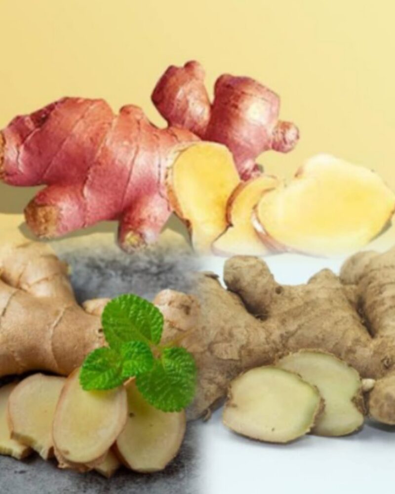 Tanaman jahe merupakan rempah herbal yang banyak dimanfaatkan sebagai bumbu masakan dan obat tradisional.