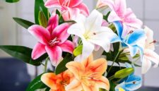 Bunga lili dikenal memiliki kelopak besar, warna cerah, dan aroma harum sehingga populer sebagai tanaman hias dan dekorasi