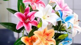 Bunga lili dikenal memiliki kelopak besar, warna cerah, dan aroma harum sehingga populer sebagai tanaman hias dan dekorasi