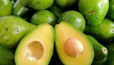 Buah alpukat segar yang kaya nutrisi dan bermanfaat untuk kesehatan tubuh.