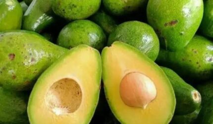 buah alpukat segar kaya nutrisi dan manfaat kesehatan