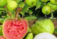 Buah jambu biji dikenal kaya vitamin C, serat, dan antioksidan yang bermanfaat untuk meningkatkan daya tahan tubuh dan menjaga kesehatan pencernaan.