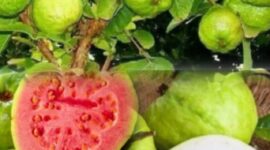 Buah jambu biji dikenal kaya vitamin C, serat, dan antioksidan yang bermanfaat untuk meningkatkan daya tahan tubuh dan menjaga kesehatan pencernaan.