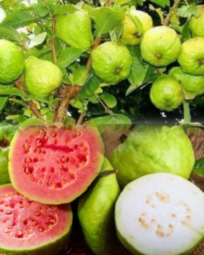 Buah jambu biji dikenal kaya vitamin C, serat, dan antioksidan yang bermanfaat untuk meningkatkan daya tahan tubuh dan menjaga kesehatan pencernaan.