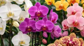 Bunga anggrek dikenal sebagai tanaman hias eksotis dengan bentuk bunga yang unik dan elegan.