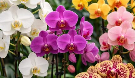 Bunga anggrek mekar indah dengan warna cerah sebagai tanaman hias favorit