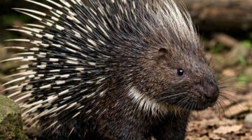 Fakta Menarik Hewan Landak: Si Berduri yang Unik dan Jarang Diketahui
