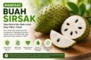 Buah sirsak dikenal kaya nutrisi, vitamin C, dan antioksidan yang bermanfaat bagi kesehatan tubuh.