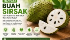 Buah sirsak dikenal kaya nutrisi, vitamin C, dan antioksidan yang bermanfaat bagi kesehatan tubuh.