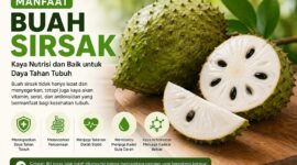 Buah sirsak dikenal kaya nutrisi, vitamin C, dan antioksidan yang bermanfaat bagi kesehatan tubuh.