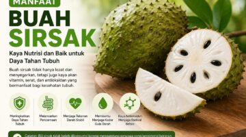 Buah sirsak dikenal kaya nutrisi, vitamin C, dan antioksidan yang bermanfaat bagi kesehatan tubuh.