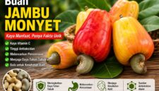 Buah jambu monyet matang berwarna merah dan kuning dengan biji mete yang menempel di bagian bawah buah.