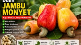 Buah jambu monyet matang berwarna merah dan kuning dengan biji mete yang menempel di bagian bawah buah.