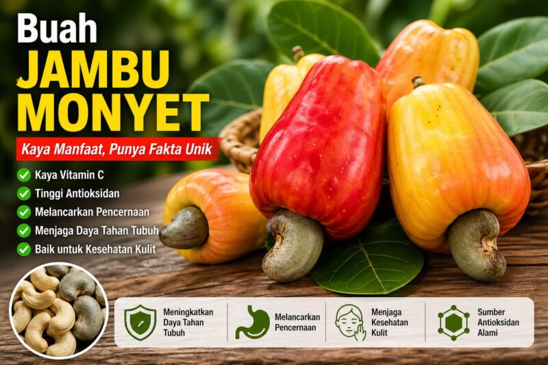 Buah jambu monyet matang berwarna merah dan kuning dengan biji mete yang menempel di bagian bawah buah.