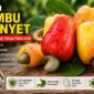 Buah jambu monyet matang berwarna merah dan kuning dengan biji mete yang menempel di bagian bawah buah.
