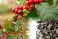 Benalu kopi mulai dimanfaatkan sebagai tanaman herbal tradisional karena dipercaya memiliki berbagai khasiat bagi kesehatan tubuh.