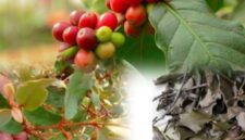 Benalu kopi mulai dimanfaatkan sebagai tanaman herbal tradisional karena dipercaya memiliki berbagai khasiat bagi kesehatan tubuh.