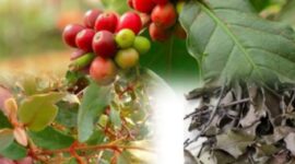 Benalu kopi mulai dimanfaatkan sebagai tanaman herbal tradisional karena dipercaya memiliki berbagai khasiat bagi kesehatan tubuh.