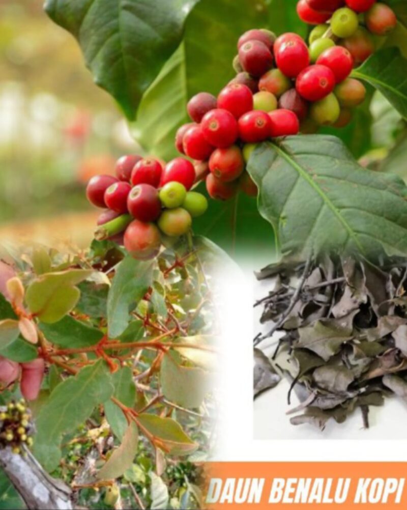Benalu kopi mulai dimanfaatkan sebagai tanaman herbal tradisional karena dipercaya memiliki berbagai khasiat bagi kesehatan tubuh.