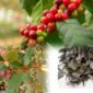 Benalu kopi mulai dimanfaatkan sebagai tanaman herbal tradisional karena dipercaya memiliki berbagai khasiat bagi kesehatan tubuh.