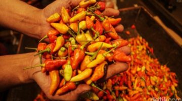 Harga Cabai Rawit Kembali Bikin Pedas Dompet Masyarakat, Tembus Rp75 Ribu per Kg Jelang Idul Adha
