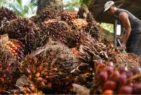 Harga sawit di tingkat petani dilaporkan turun tajam dalam beberapa hari terakhir. Pemerintah daerah diminta turun tangan mengawasi pembelian TBS agar petani tidak semakin dirugikan.