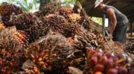 Harga sawit di tingkat petani dilaporkan turun tajam dalam beberapa hari terakhir. Pemerintah daerah diminta turun tangan mengawasi pembelian TBS agar petani tidak semakin dirugikan.