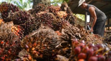 Harga sawit di tingkat petani dilaporkan turun tajam dalam beberapa hari terakhir. Pemerintah daerah diminta turun tangan mengawasi pembelian TBS agar petani tidak semakin dirugikan.