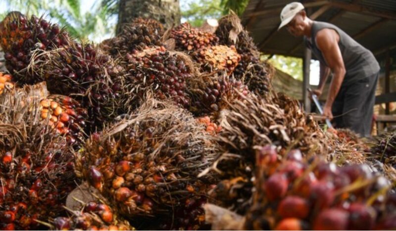Harga sawit di tingkat petani dilaporkan turun tajam dalam beberapa hari terakhir. Pemerintah daerah diminta turun tangan mengawasi pembelian TBS agar petani tidak semakin dirugikan.
