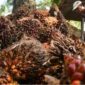 Harga sawit di tingkat petani dilaporkan turun tajam dalam beberapa hari terakhir. Pemerintah daerah diminta turun tangan mengawasi pembelian TBS agar petani tidak semakin dirugikan.