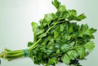 Daun seledri mengandung vitamin dan antioksidan yang baik untuk menjaga kesehatan tubuh.