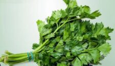 Daun seledri mengandung vitamin dan antioksidan yang baik untuk menjaga kesehatan tubuh.