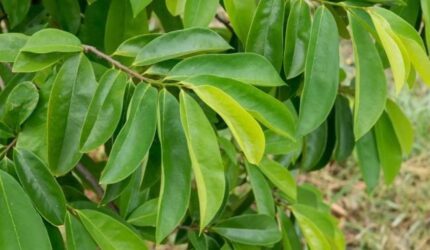 Daun sirsak segar dengan berbagai manfaat untuk kesehatan tubuh