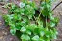 Sirih cina merupakan tanaman herbal yang sering dimanfaatkan sebagai obat tradisional dan dapat dikonsumsi dalam jumlah wajar.