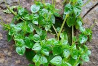 Sirih cina merupakan tanaman herbal yang sering dimanfaatkan sebagai obat tradisional dan dapat dikonsumsi dalam jumlah wajar.