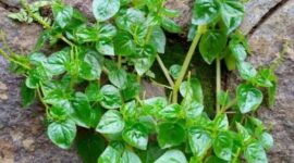 Sirih cina merupakan tanaman herbal yang sering dimanfaatkan sebagai obat tradisional dan dapat dikonsumsi dalam jumlah wajar.