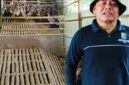 Peternakan bebek yang dikelola BUMDes Bulak Sakti Desa Air Hangat sebagai upaya memperkuat ketahanan pangan dan meningkatkan ekonomi masyarakat.
